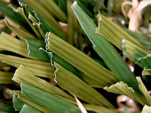 Cuchilla en forma de U Mezcla verde oscuro Paisaje Hierba para sombra